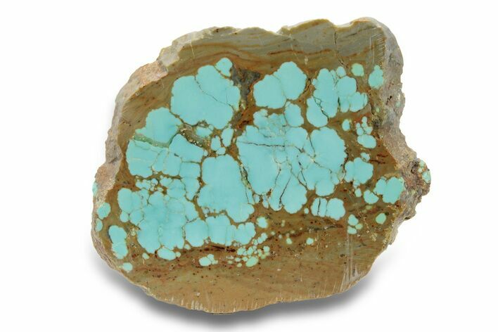 Polished Turquoise Slab - Number Mine, Carlin, NV #248335